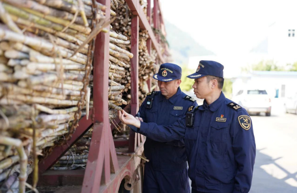 2024年1月1日，昆明海关所属孟定海关关员在云南耿马自治县大湾江糖厂验放 进口原料甘蔗。