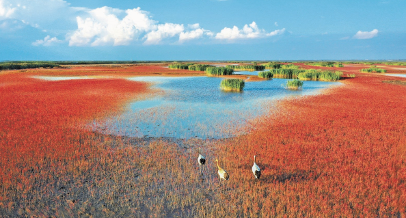 辽河口国家级自然保护区位于辽宁省盘锦市，以保护丹顶鹤等珍稀水禽和河口湿地生态系统为 主，拥有大面积滨海芦苇沼泽湿地及著名的“红海滩”景观。近年来，该保护区不断加强湿地生态修复， 大力实施“退养还湿”工程，为珍稀动物栖息和繁衍营造了良好的生态环境。