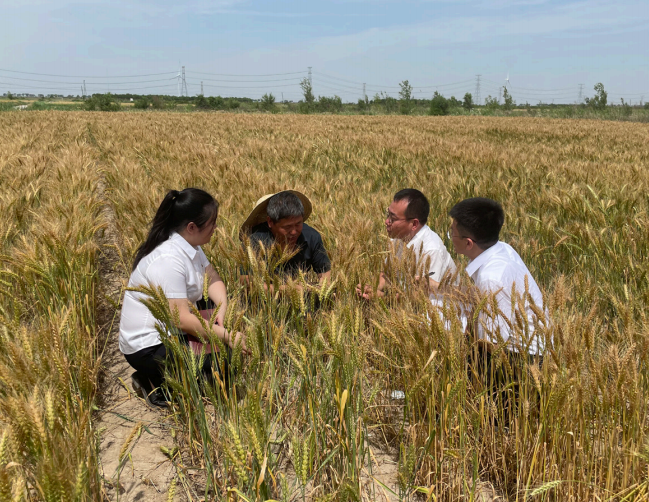 中国农业发展银行工作人员在沧州中捷产业园区实地了 解旱碱麦种植情况，为企业制定针对性融资方案。