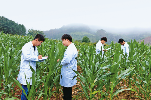 2024年8月5日，中国农业科学院植物保护研究所青年科研人员在云南江城试验站的玉米田中开展草地贪夜蛾的调查研究。