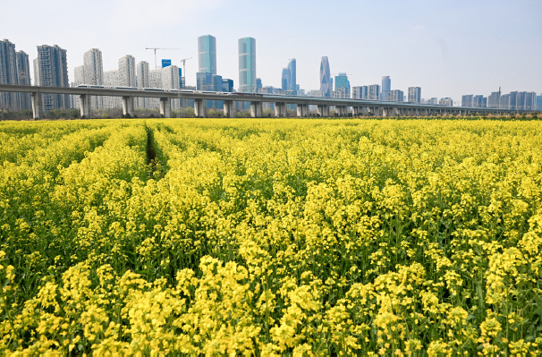2026年3月9日，浙江杭州亚运村、钱江世纪城附近，油菜花盛放，列车飞驰而过，形成“开 往春天的列车”春景图。
