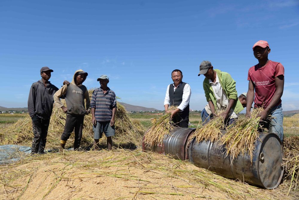 在馬達加斯加首都塔那那利佛附近的馬義奇鎮，中國雜交水稻技術專家胡月舫（右三）在中國國家雜交水稻工程技術研究中心非洲分中心的試驗田裡和當地農民一起收獲水稻（2023年5月12日攝）。新華社發（西塔卡·拉喬納裡鬆攝）