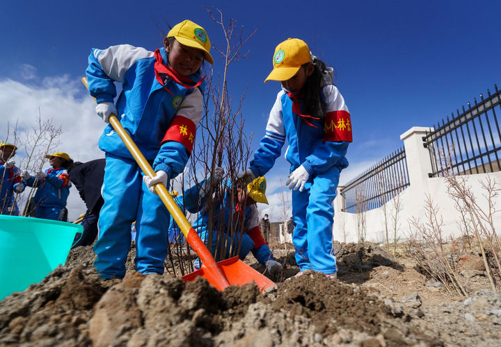 2025年4月25日，西藏那曲市小学生在植树。新华社记者 晋美多吉 摄